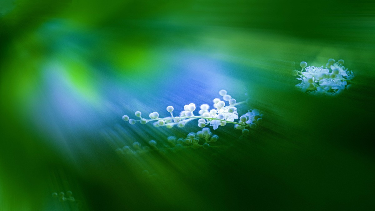 ——珍珠梅~2323（6）——