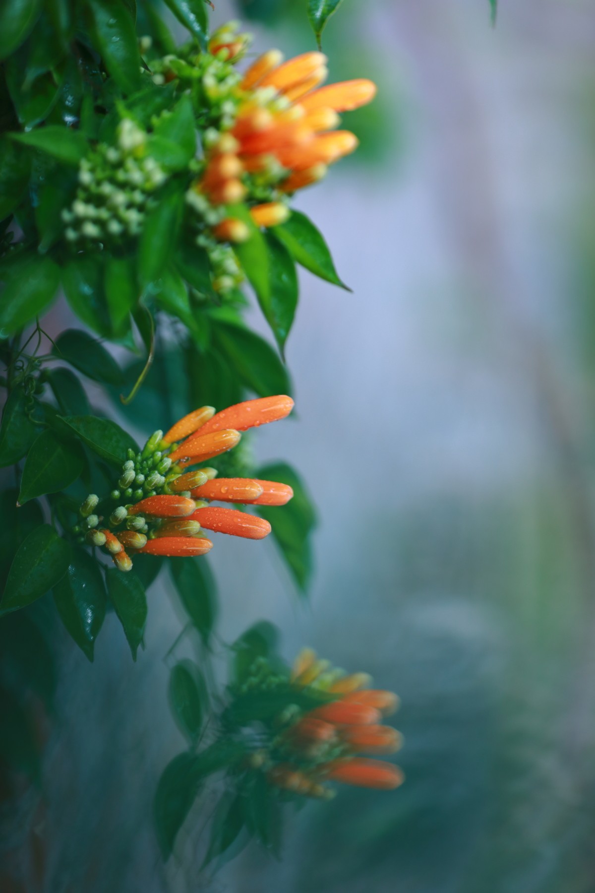 炮仗花含苞待放