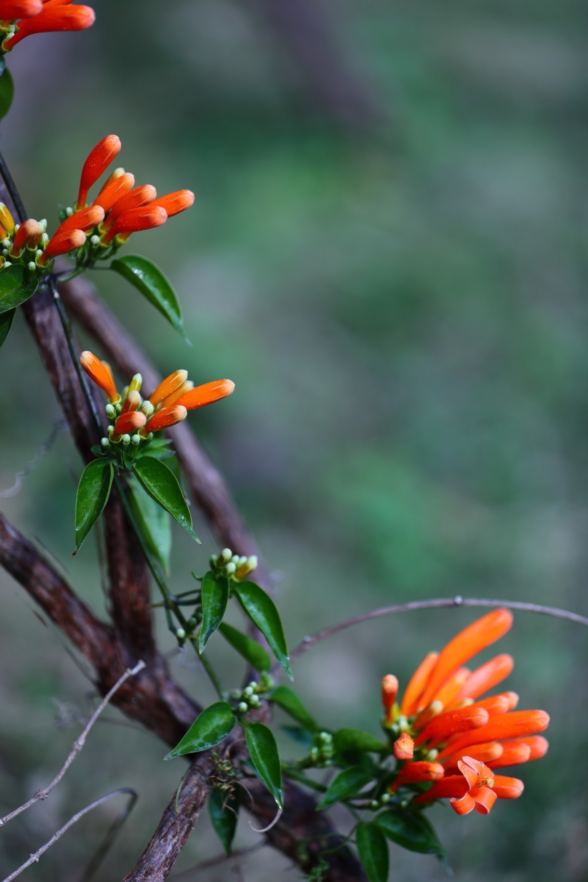 炮仗花含苞待放