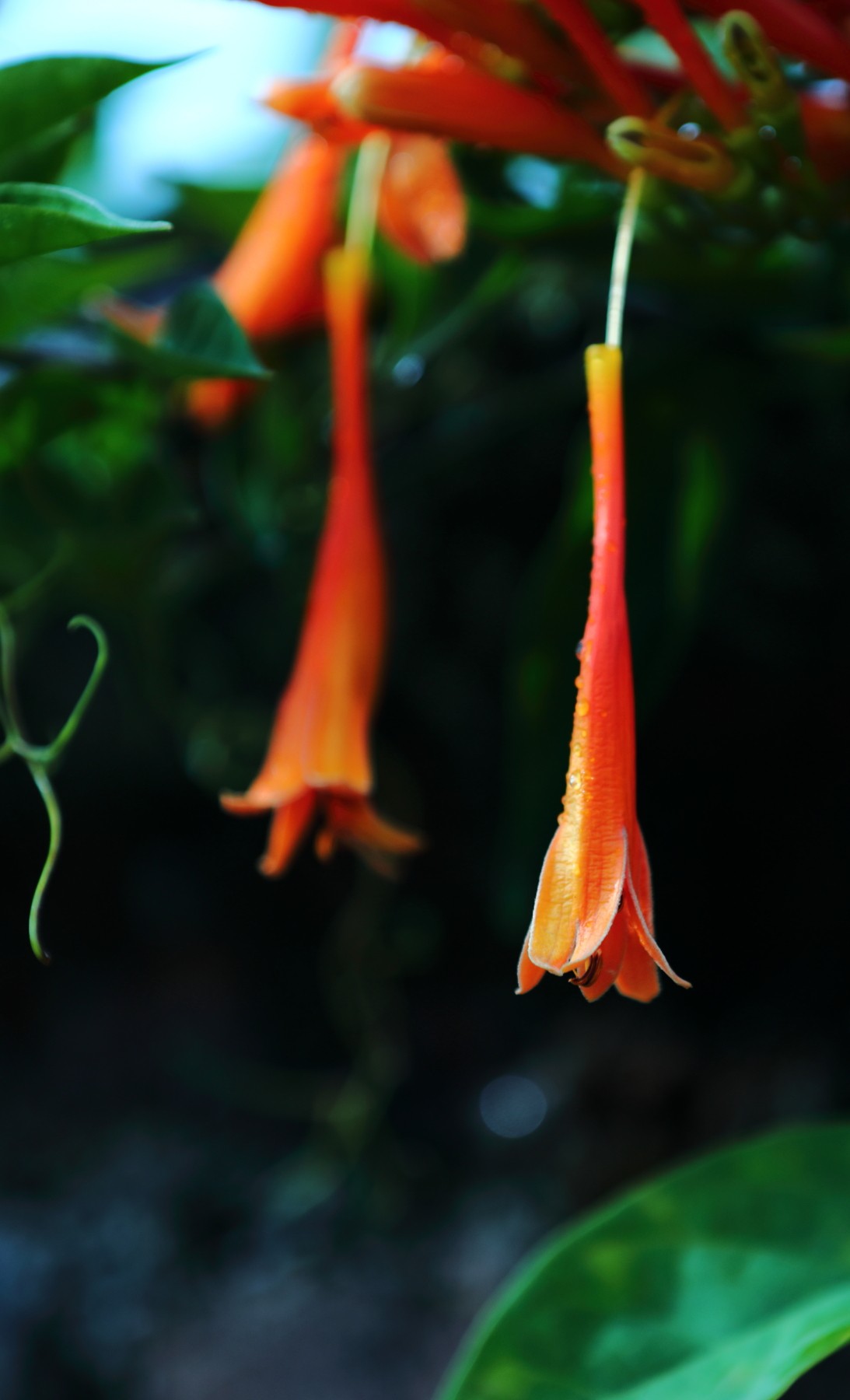 炮仗花含苞待放