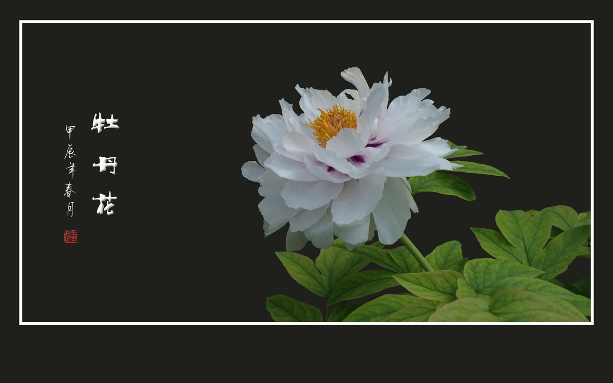 富贵花开真国色，秀美花王唯牡丹