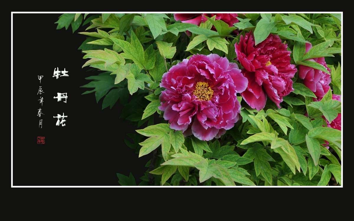 富贵花开真国色，秀美花王唯牡丹