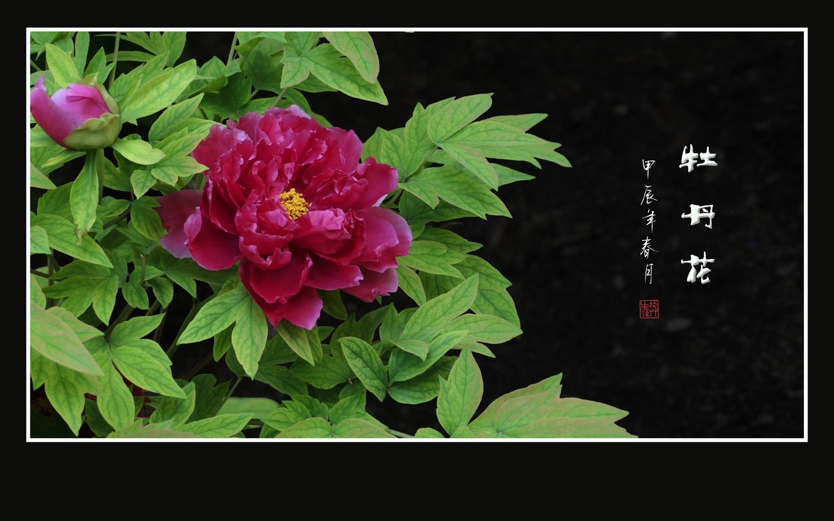 富贵花开真国色，秀美花王唯牡丹