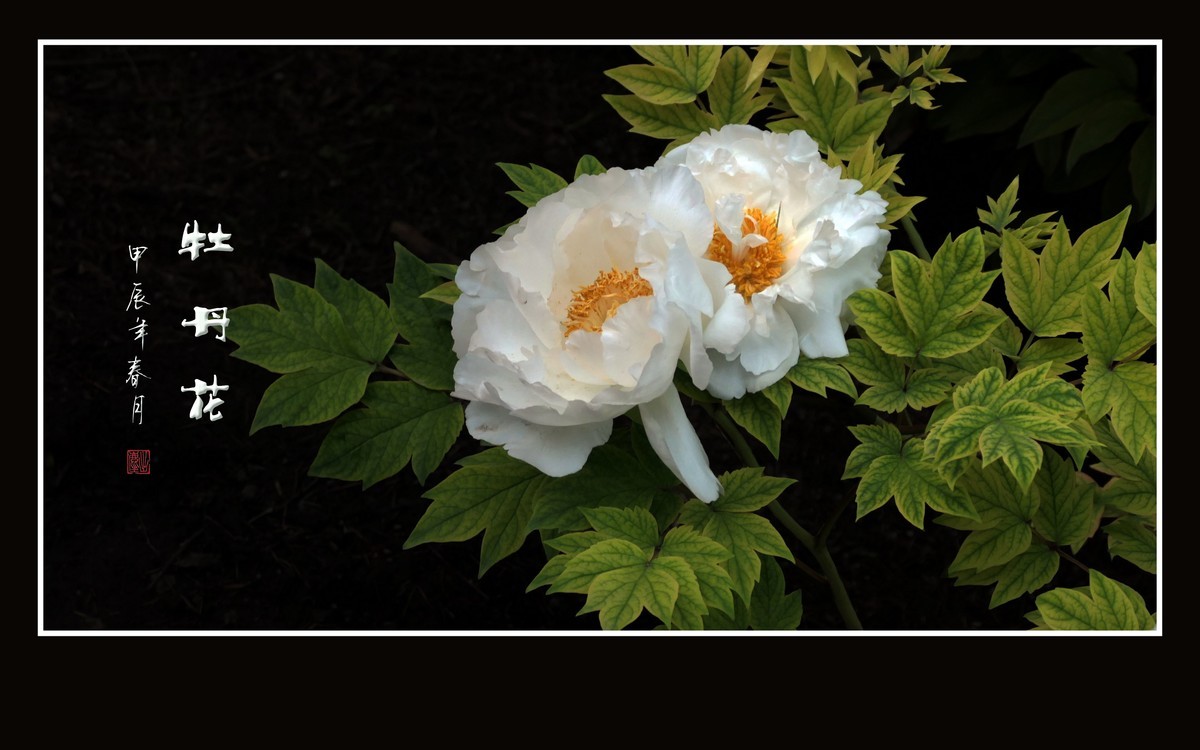 富贵花开真国色，秀美花王唯牡丹