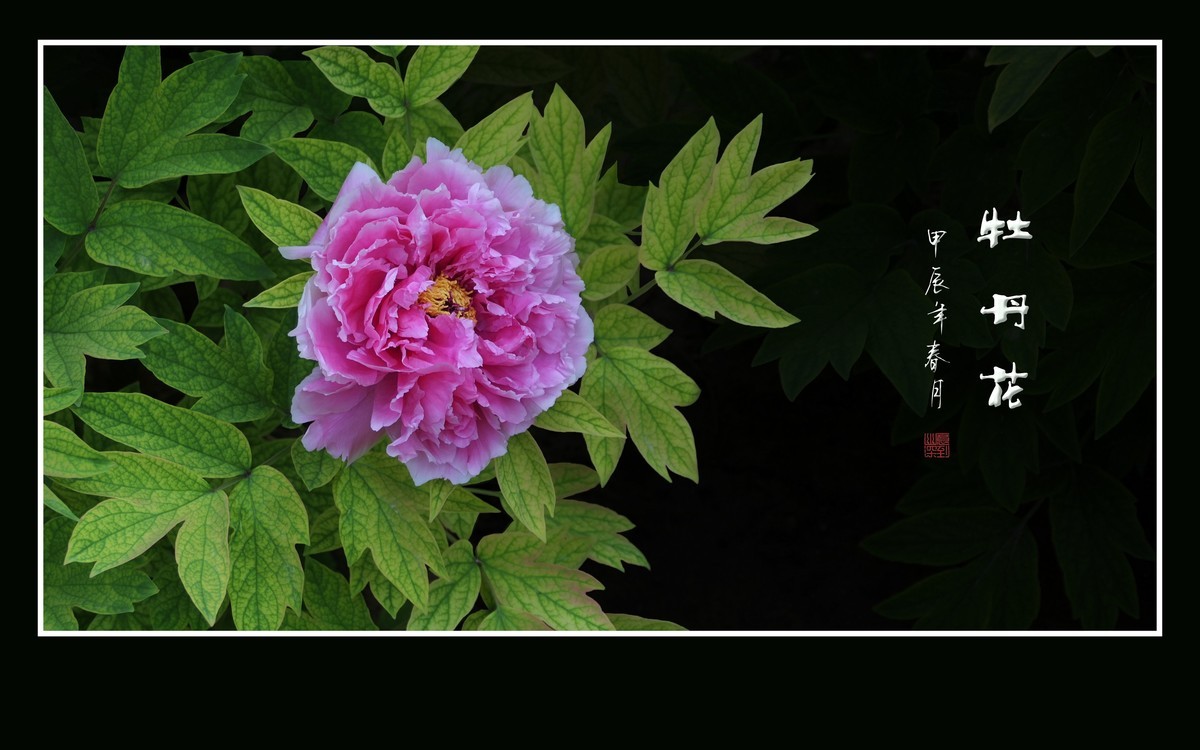 富贵花开真国色，秀美花王唯牡丹