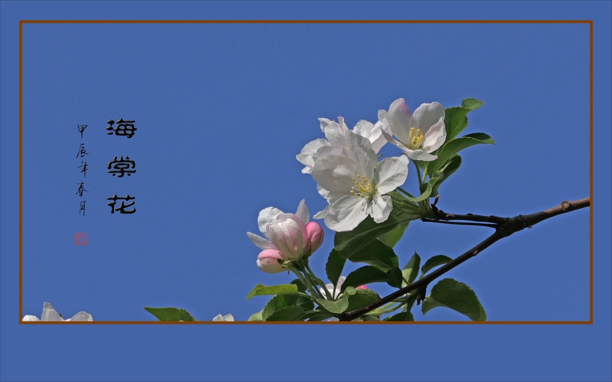 鲜艳漂亮的海棠花