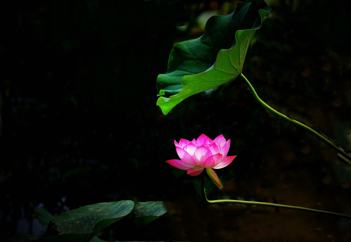 荷花6