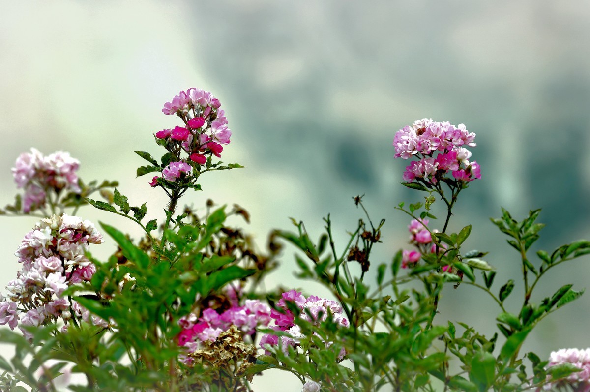 长焦拍小花