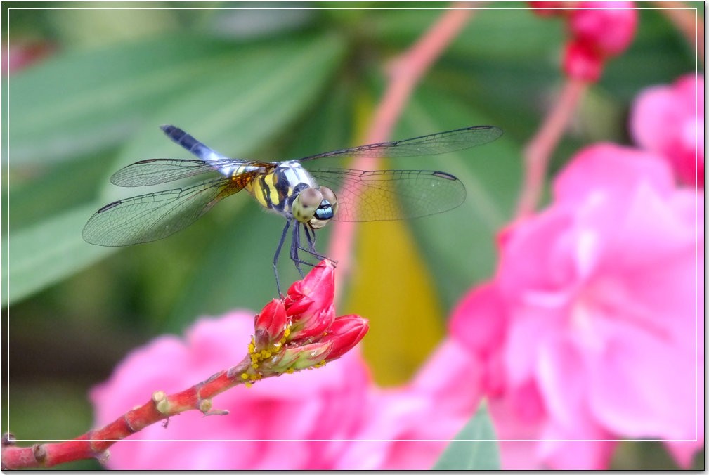 蜻蜓