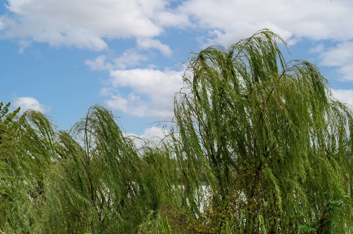 庐州印象（395）三河湿地公园
