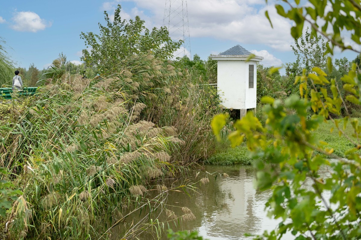 庐州印象（395）三河湿地公园