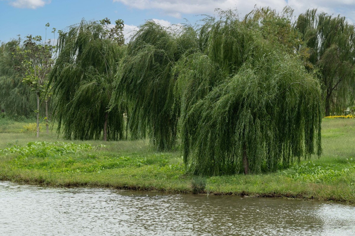 庐州印象（395）三河湿地公园