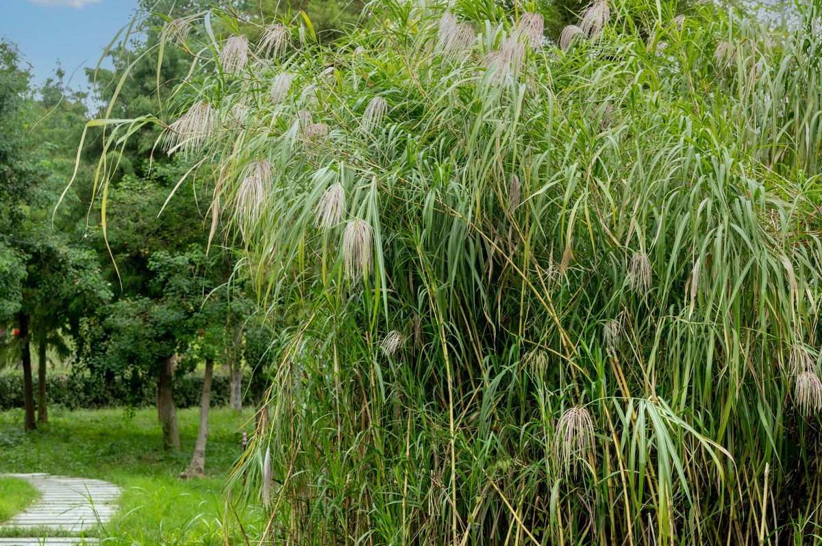 庐州印象（395）三河湿地公园