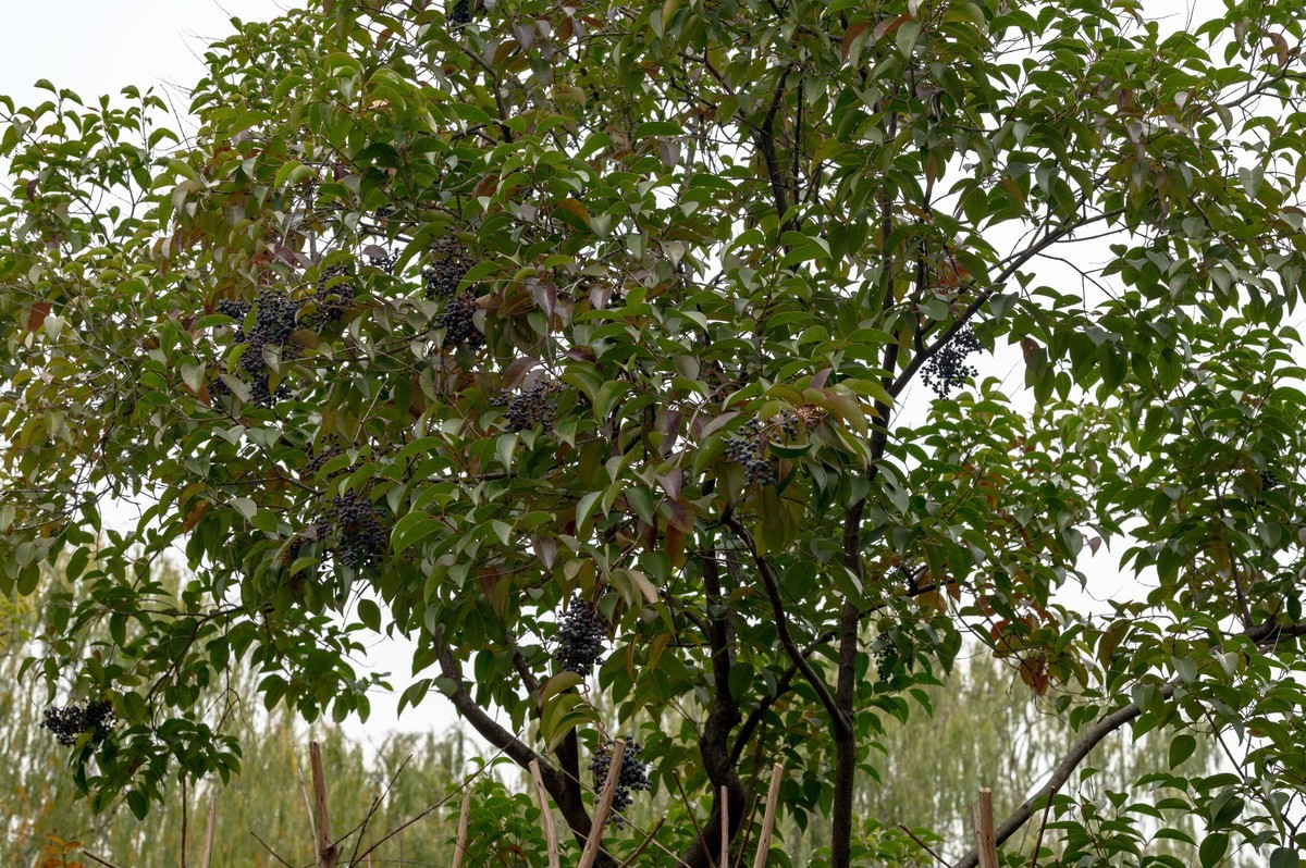 庐州印象（420）望湖城市政公园