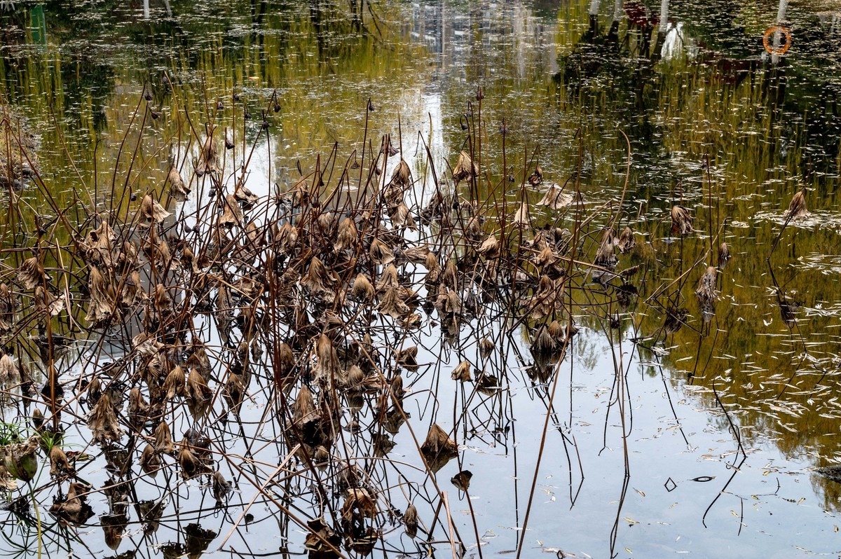 庐州印象（420）望湖城市政公园