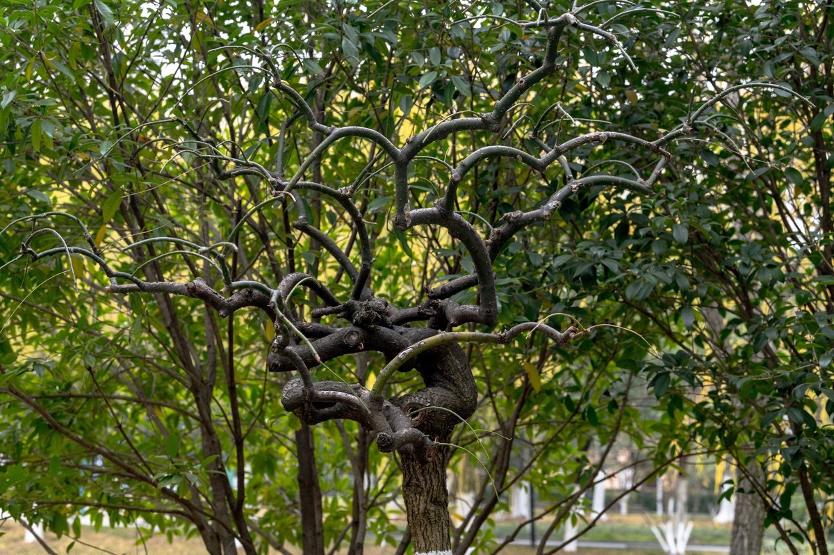 庐州印象（420）望湖城市政公园