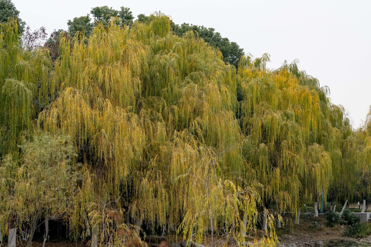 庐州印象（420）望湖城市政公园