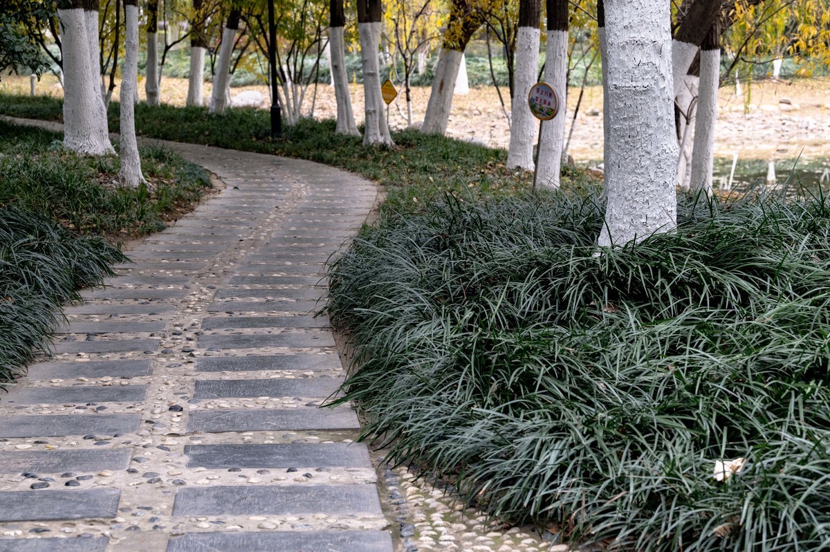 庐州印象（420）望湖城市政公园