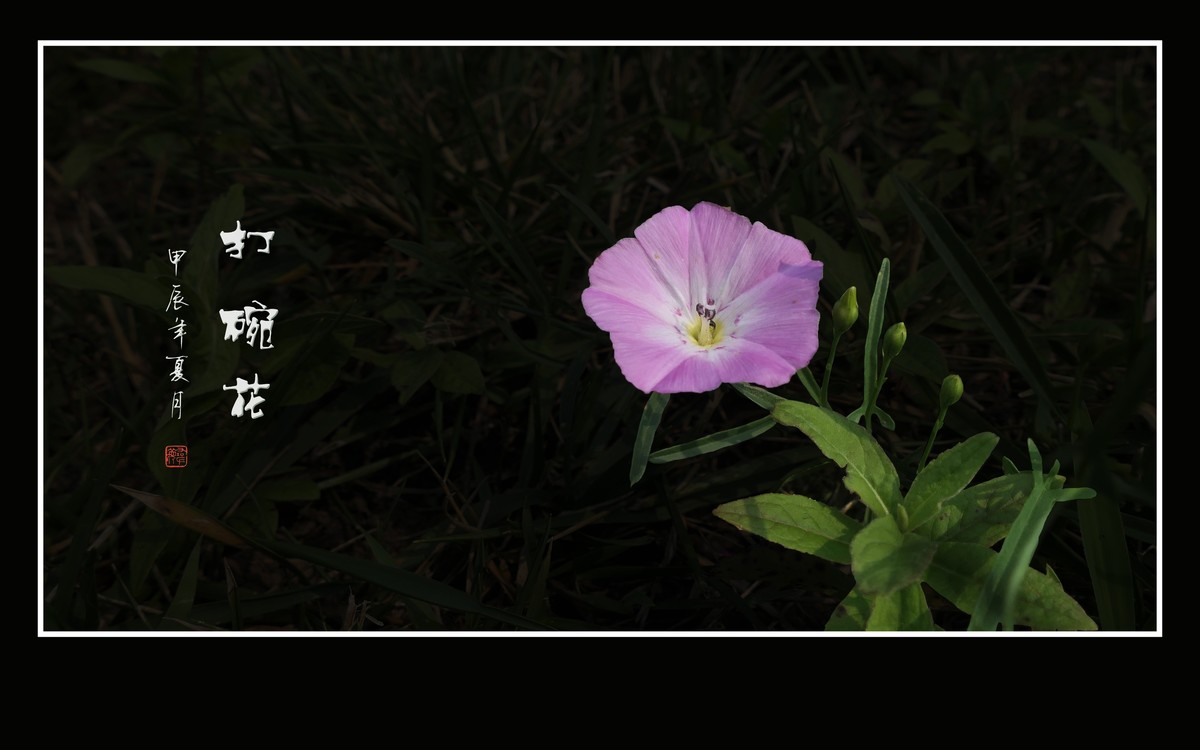 藤蔓上的小喇叭-打碗花