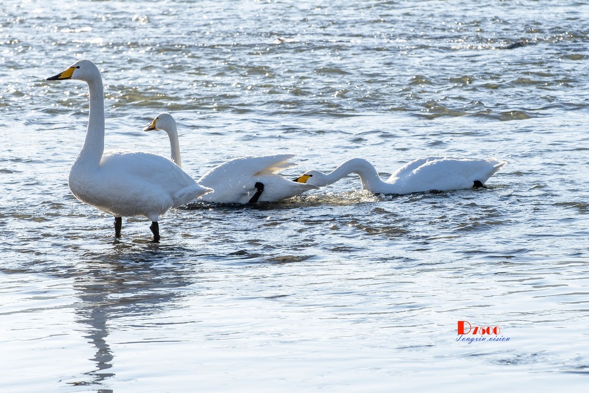 北票杨柳湾（7）