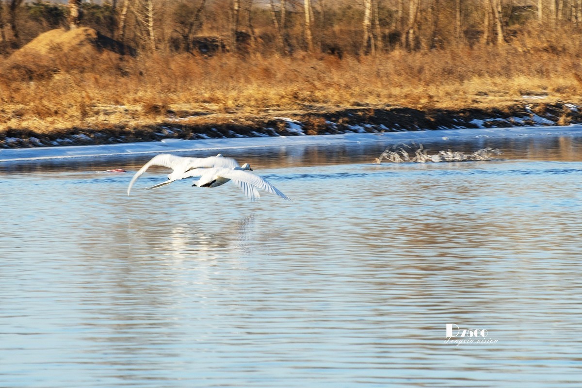 北票杨柳湾（7）
