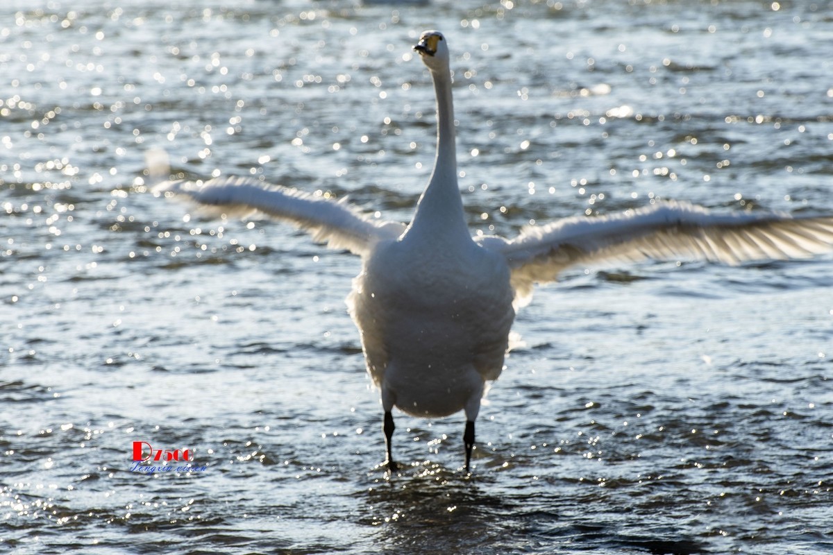 北票杨柳湾（7）