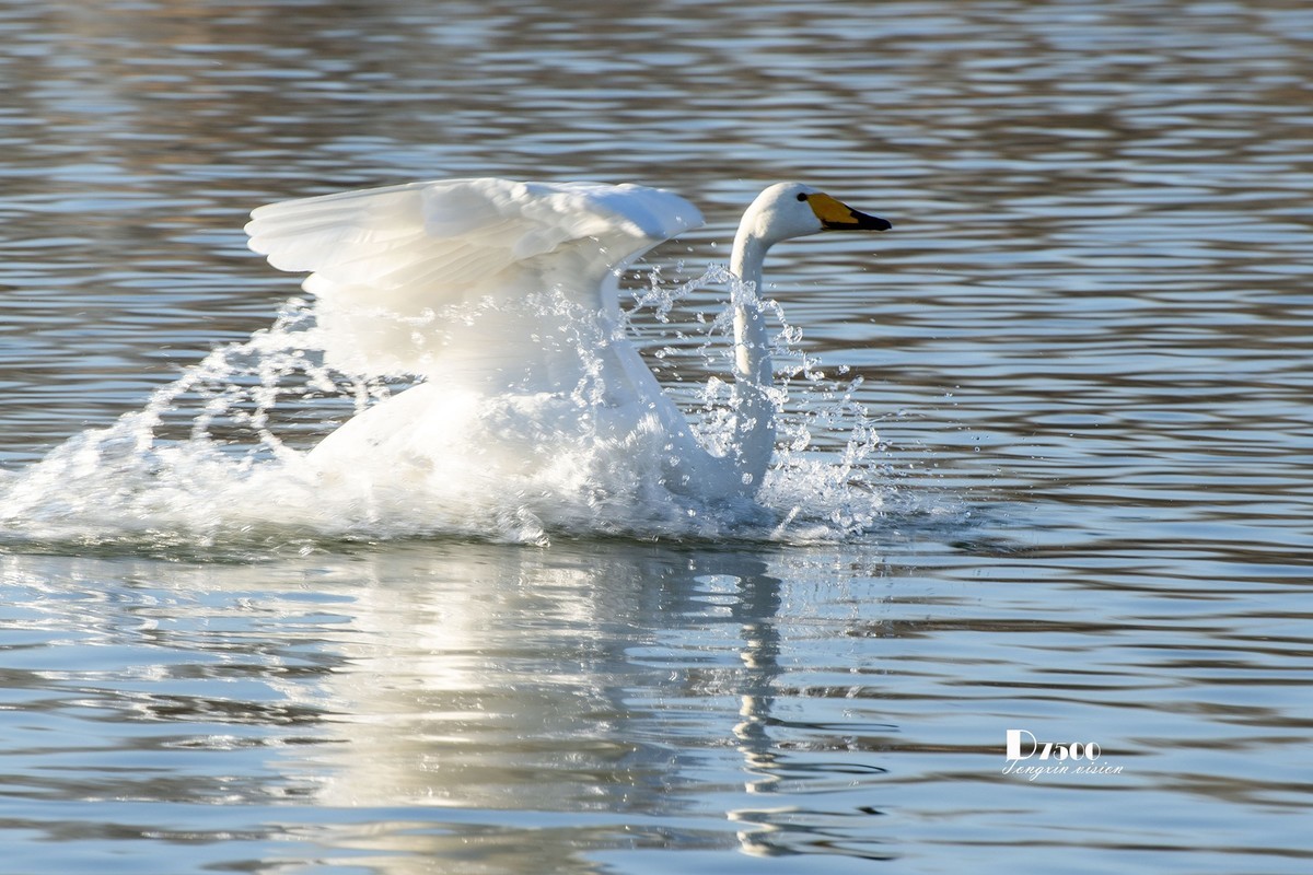 北票杨柳湾（7）