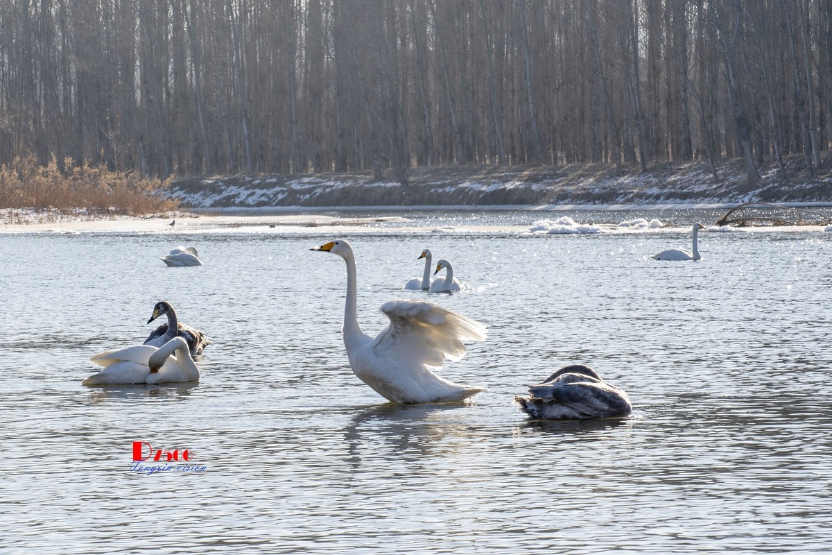 北票杨柳湾（7）