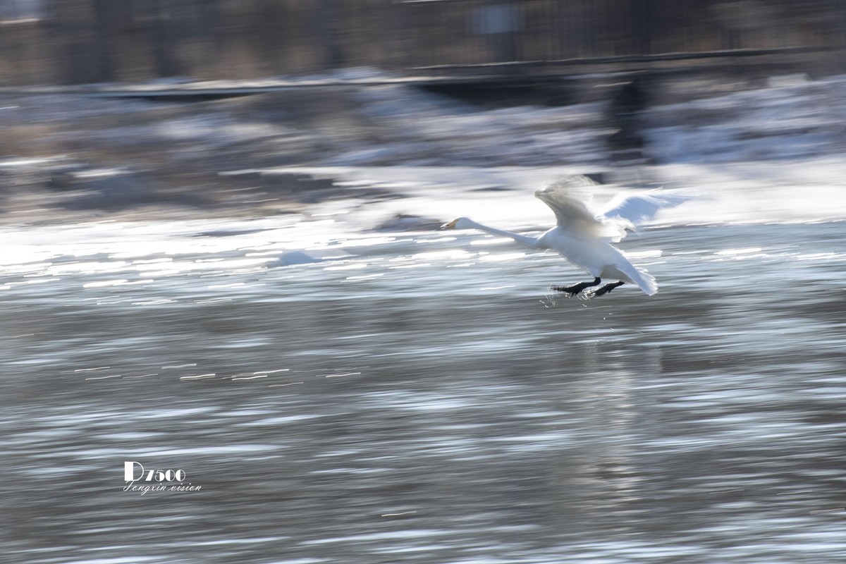 北票杨柳湾（7）