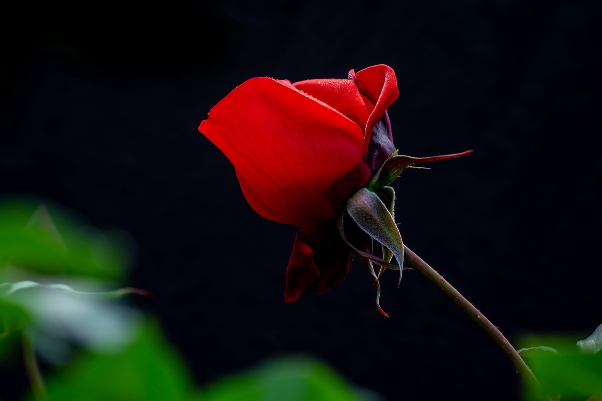 月季〈迎新春〉