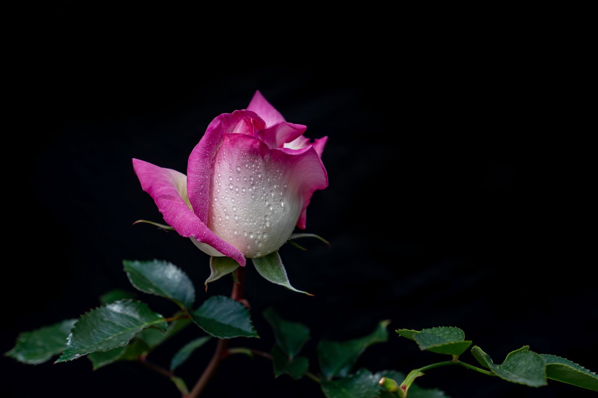 月季〈迎新春〉