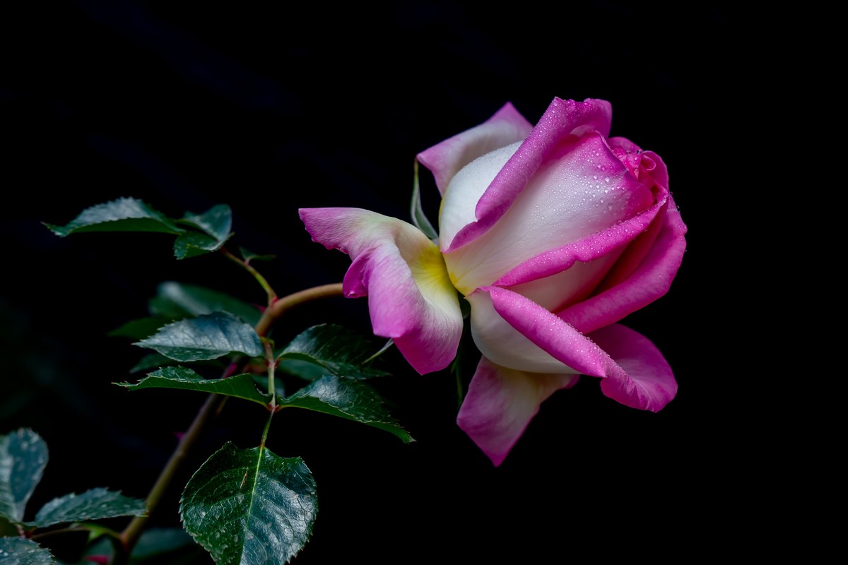 月季〈迎新春〉