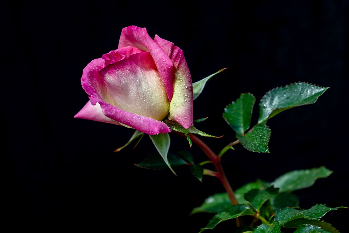 月季〈迎新春〉