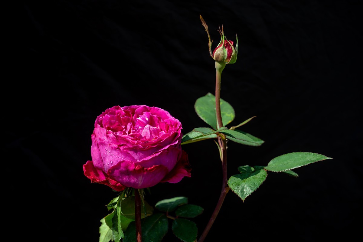 月季〈迎新春〉