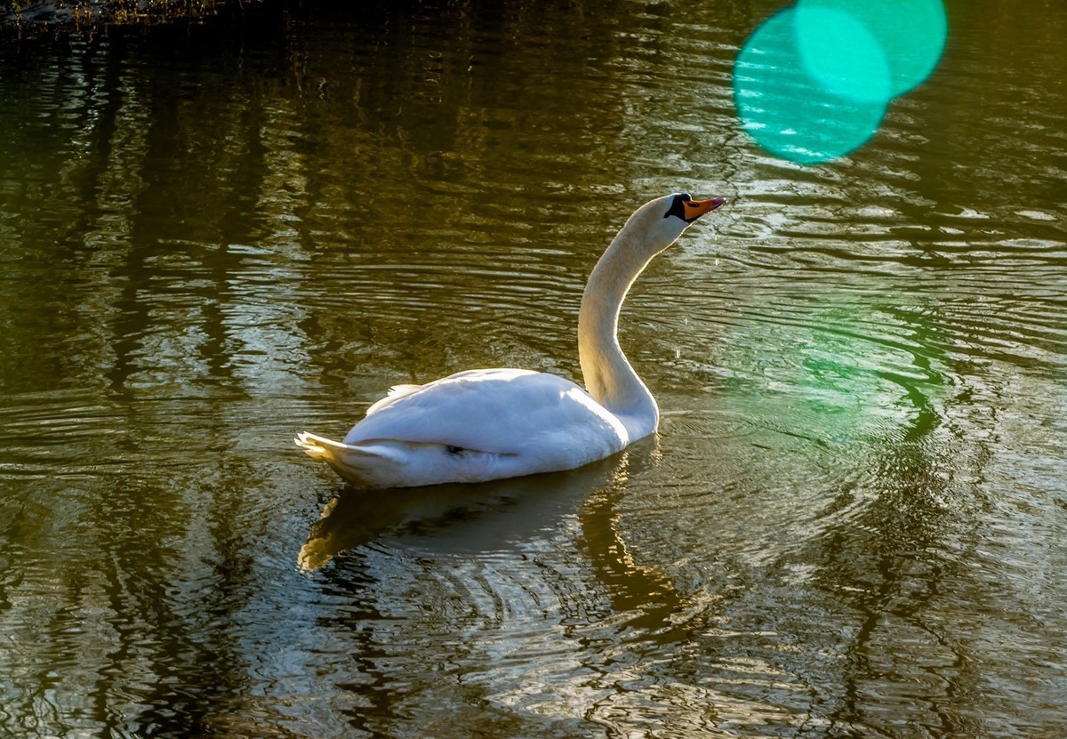 拜年篇--莱茵鹅影