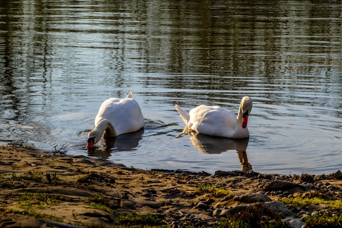 拜年篇--莱茵鹅影