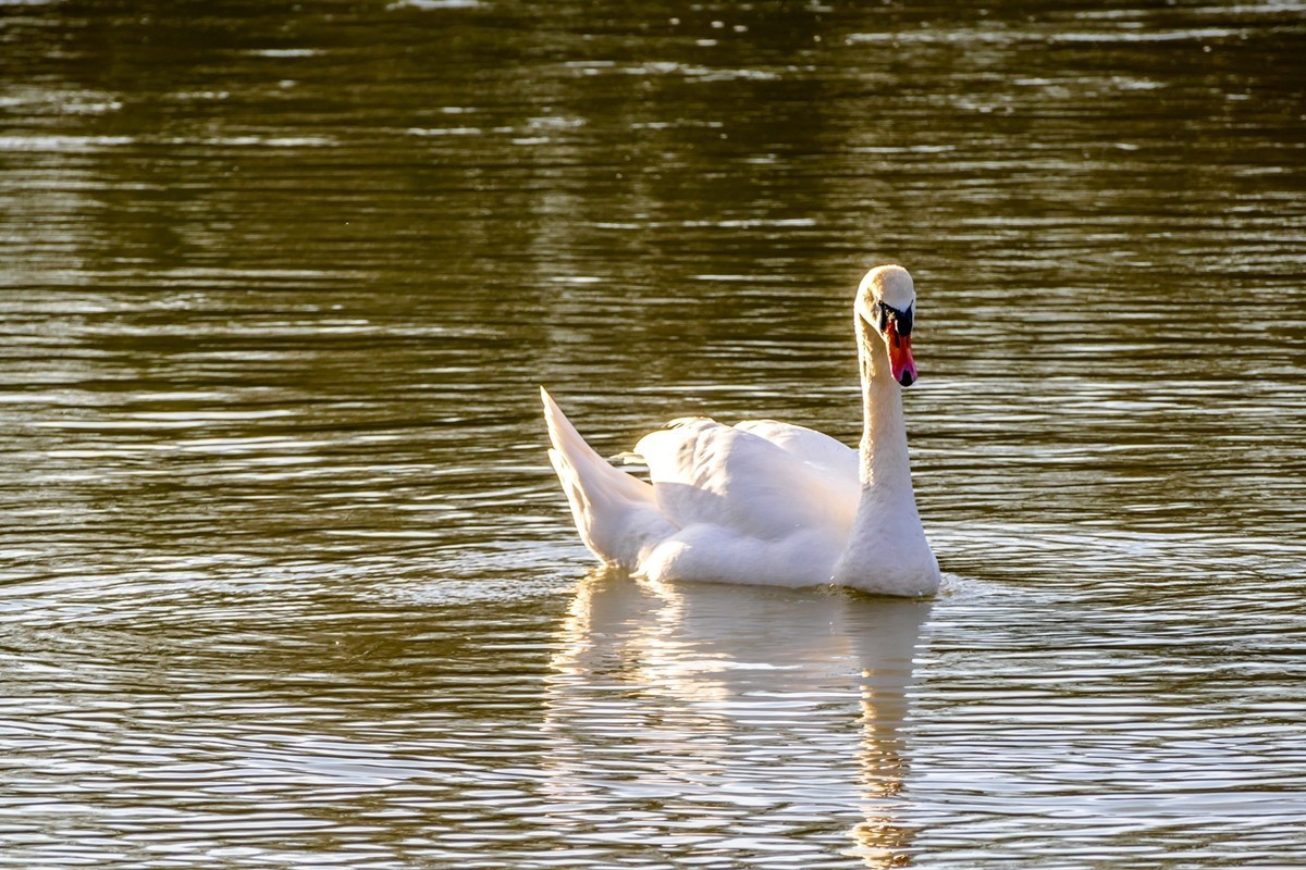 拜年篇--莱茵鹅影