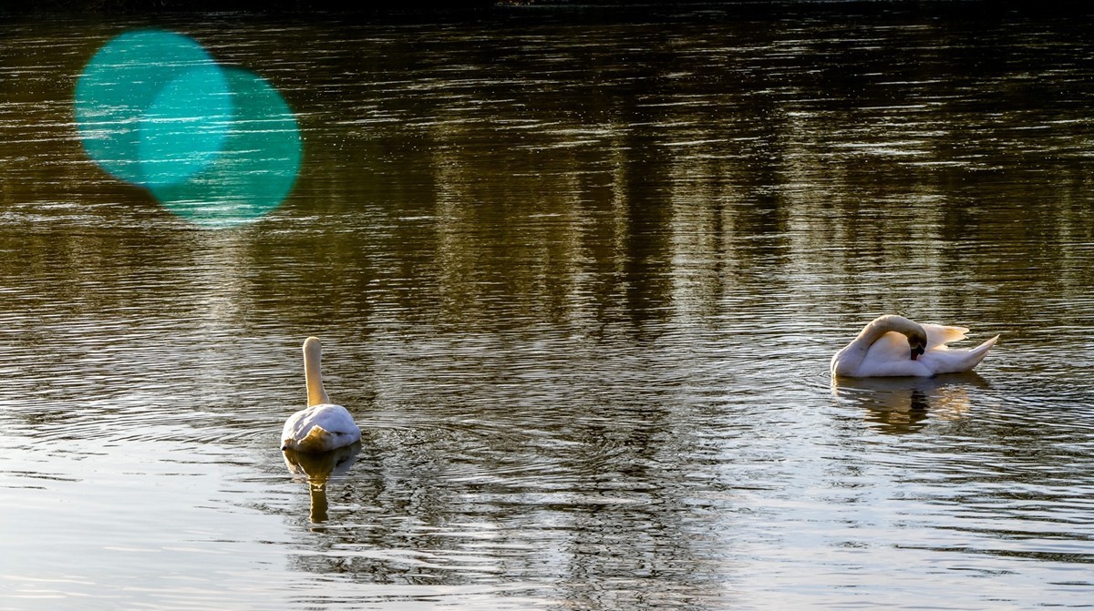 拜年篇--莱茵鹅影