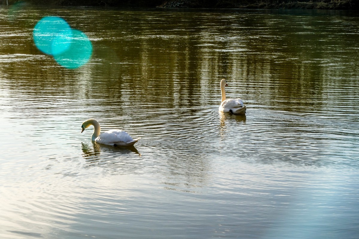 拜年篇--莱茵鹅影