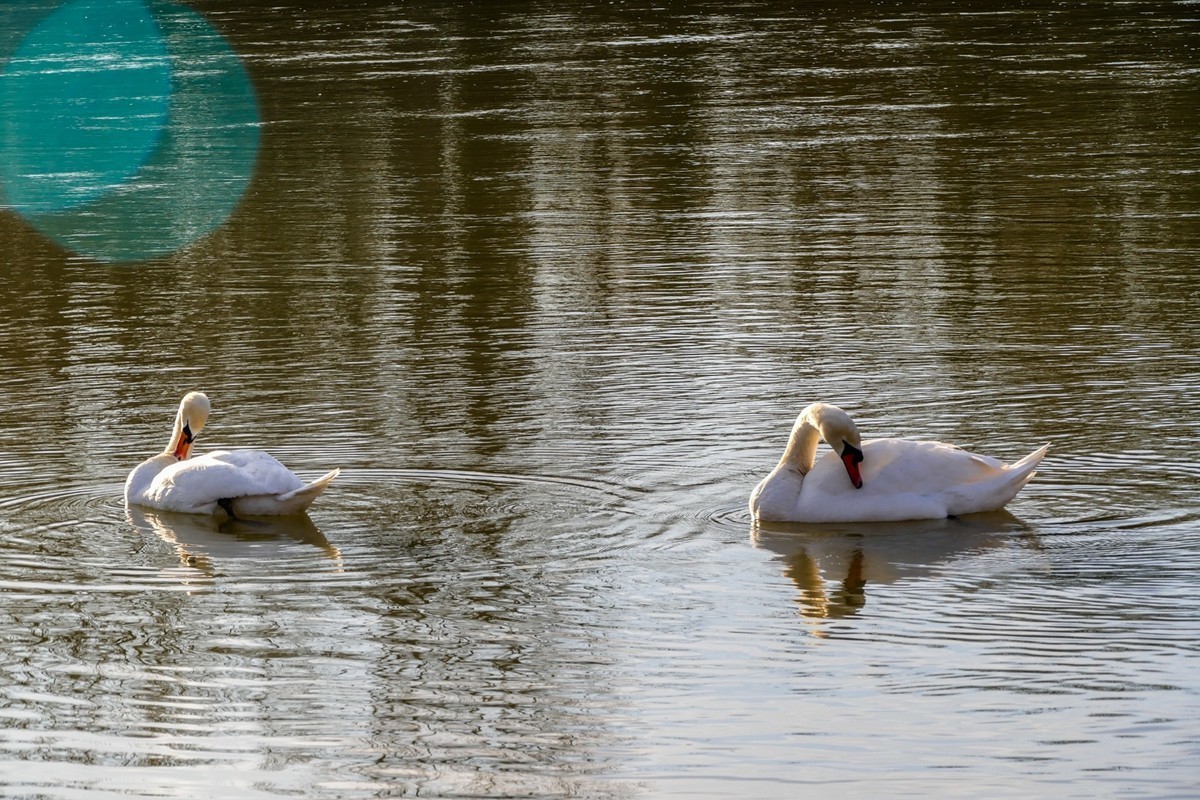 拜年篇--莱茵鹅影
