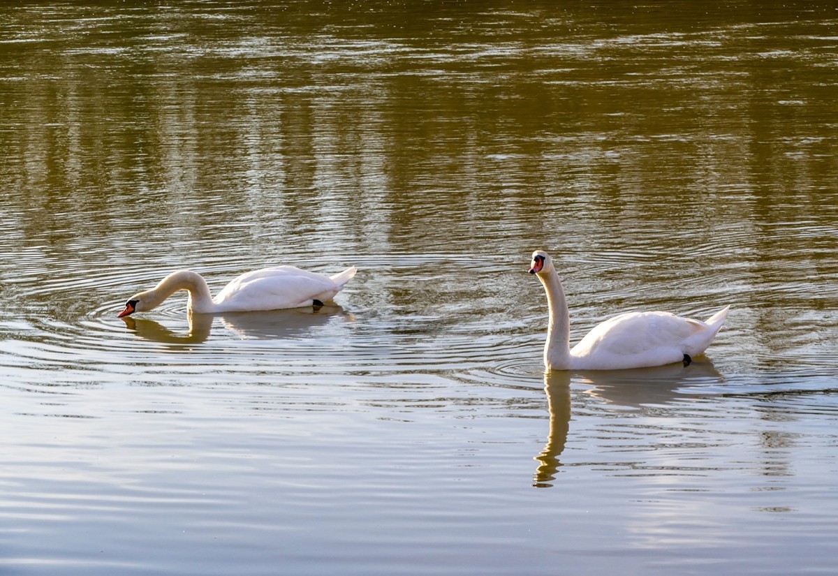 拜年篇--莱茵鹅影