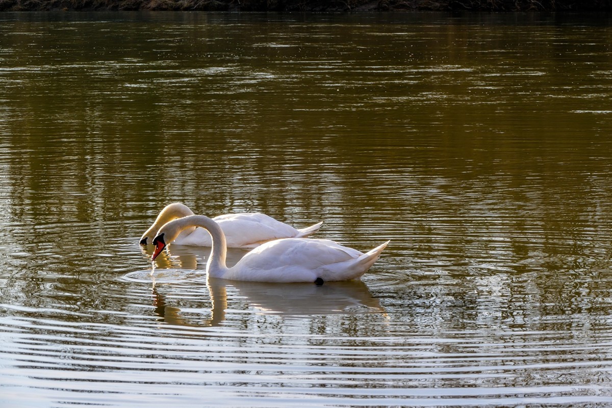 拜年篇--莱茵鹅影