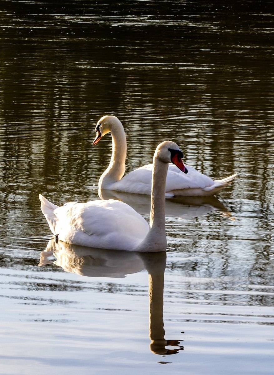 拜年篇--莱茵鹅影