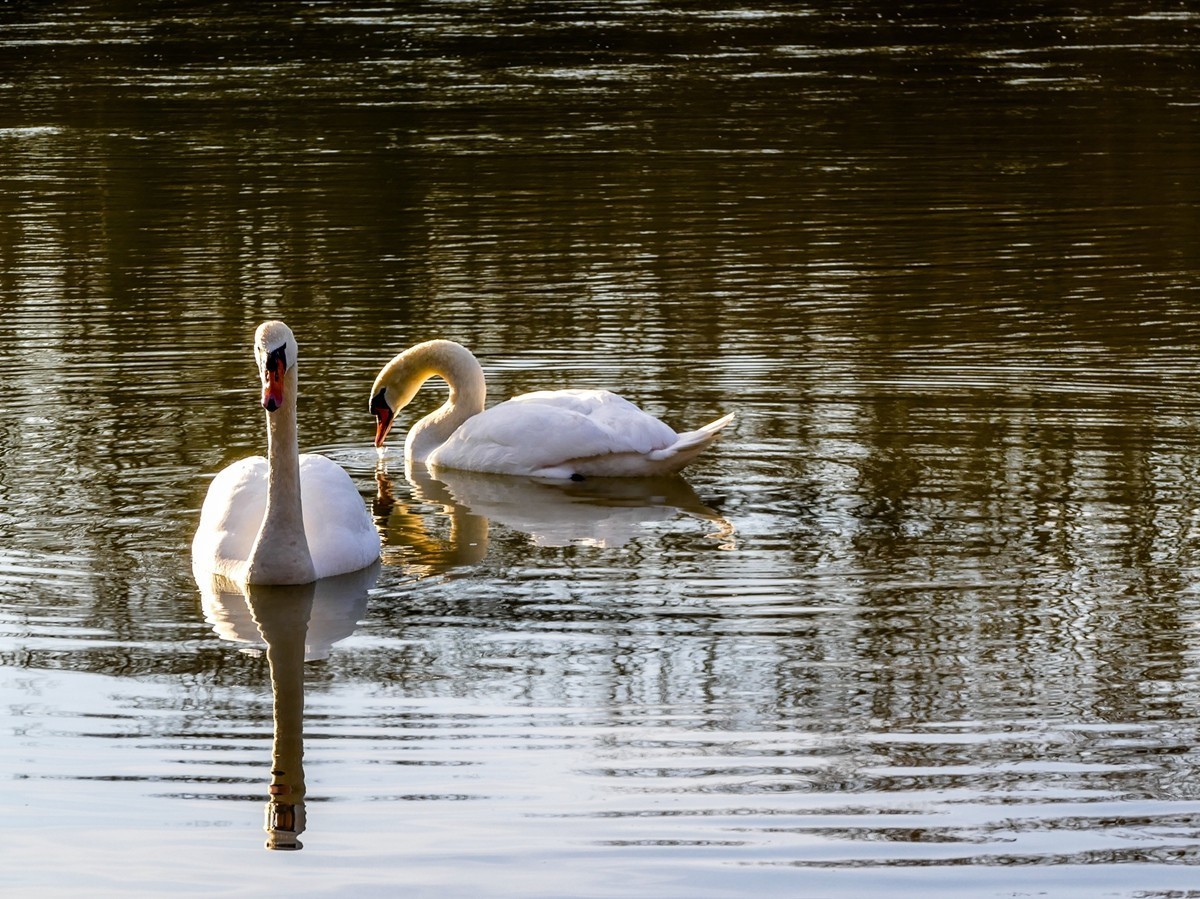 拜年篇--莱茵鹅影