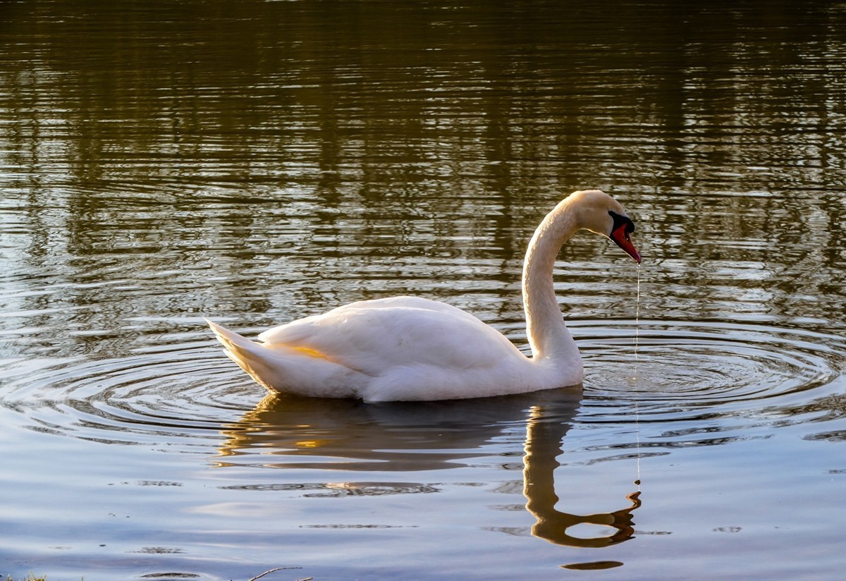 拜年篇--莱茵鹅影