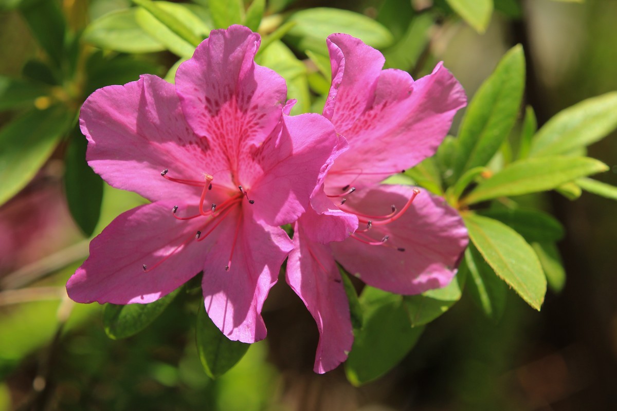 拍摄花卉一（556）