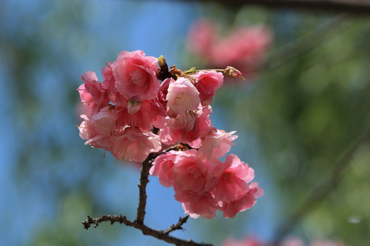 拍摄花卉一（556）