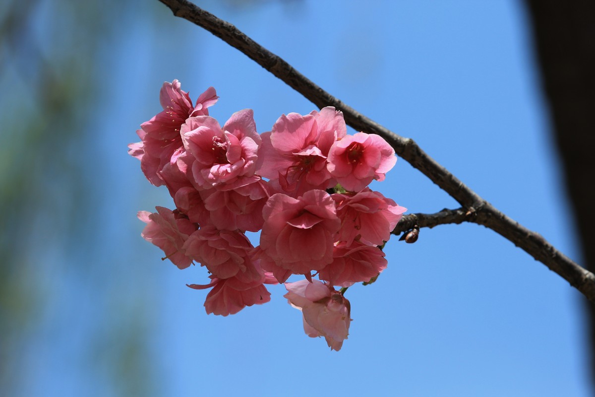 拍摄花卉一（556）