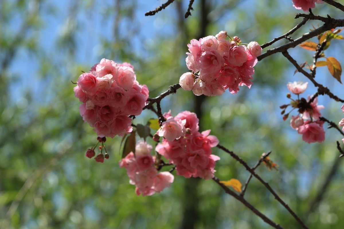 拍摄花卉一（556）