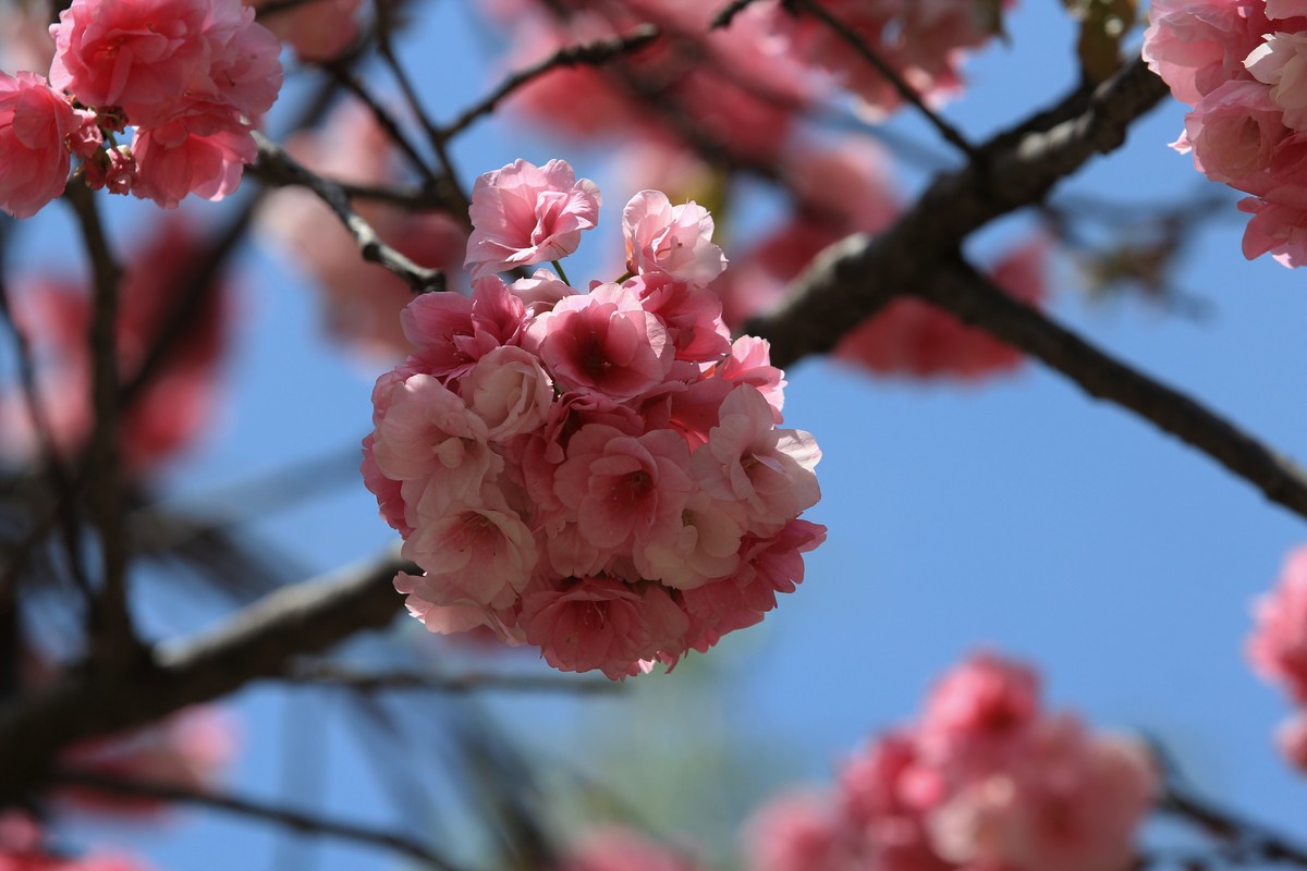 拍摄花卉一（556）